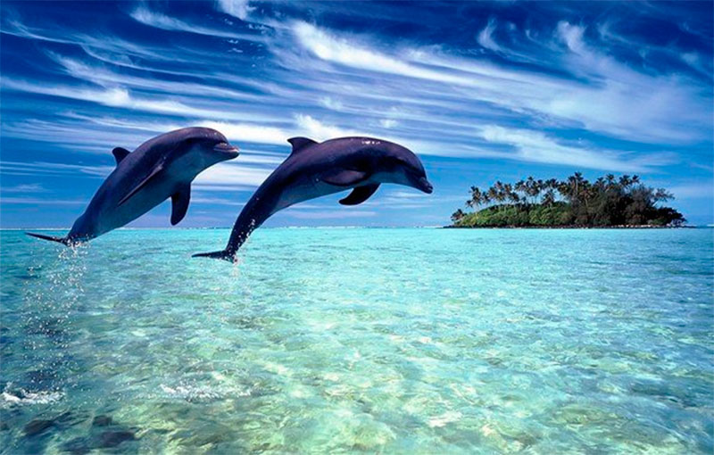 Дельфины (24 фото)