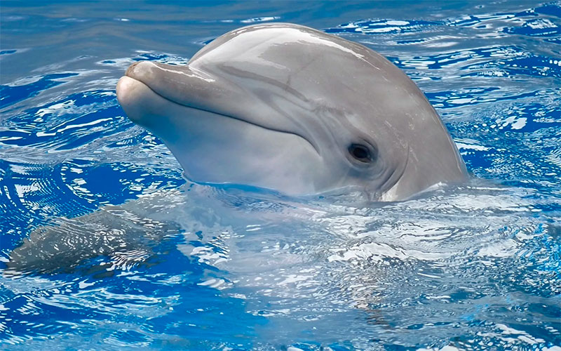 Дельфины (24 фото)