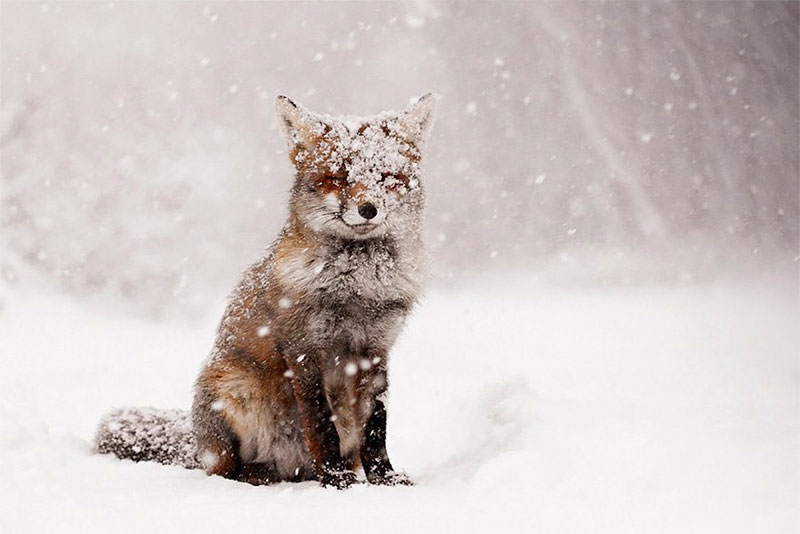 Зима: животные и природа (40 фото)