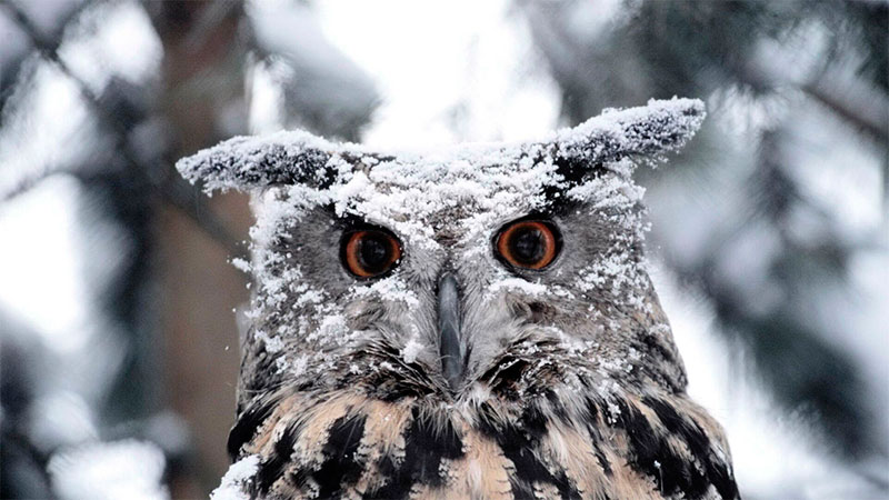 Зима: животные и природа (40 фото)