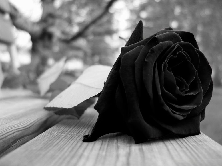 Удивительные черные розы (10 фото)