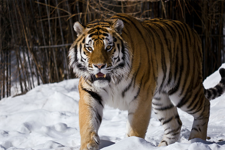 Тигры (20 фото)