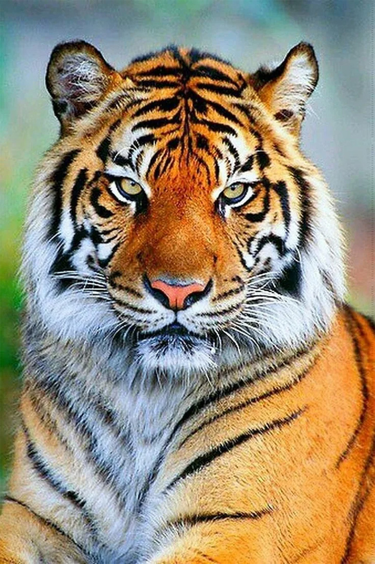 Тигры (20 фото)