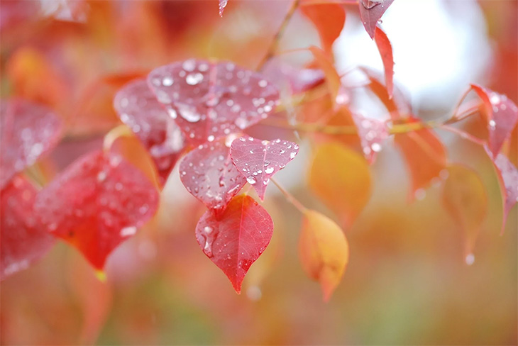 Осень (20 фото, нежные)