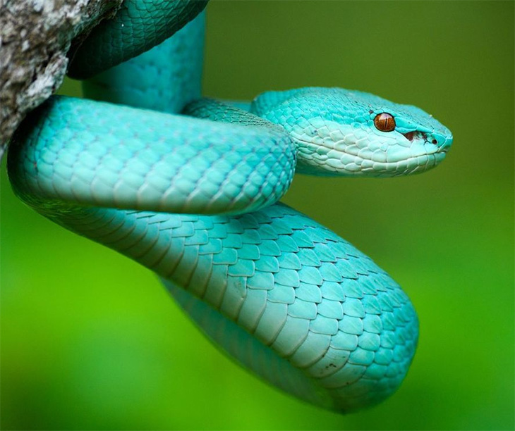Змеи (24 фото)