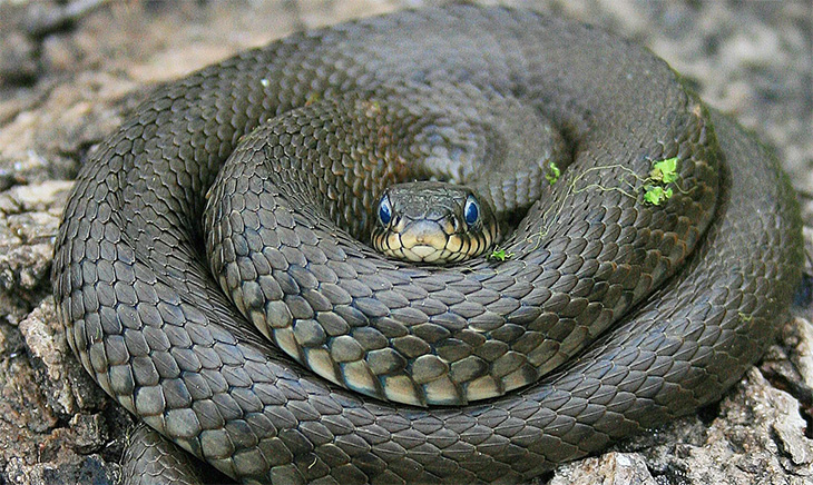 Змеи (24 фото)
