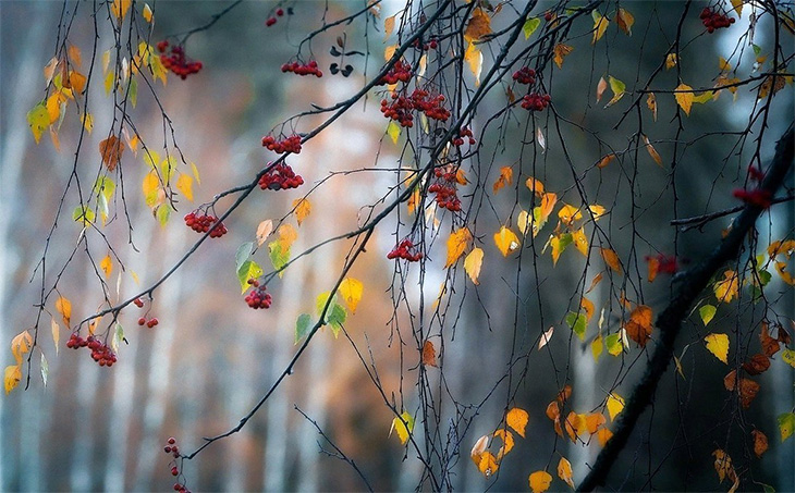 Осень (20 фото, нежные)