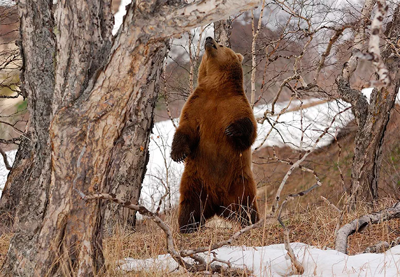 Медведь весной (24 фото)