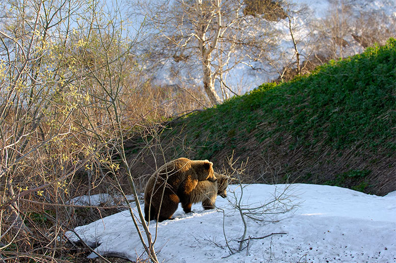 Медведь весной (24 фото)