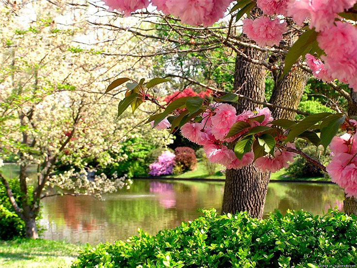 Картинки природы красивые весна мира