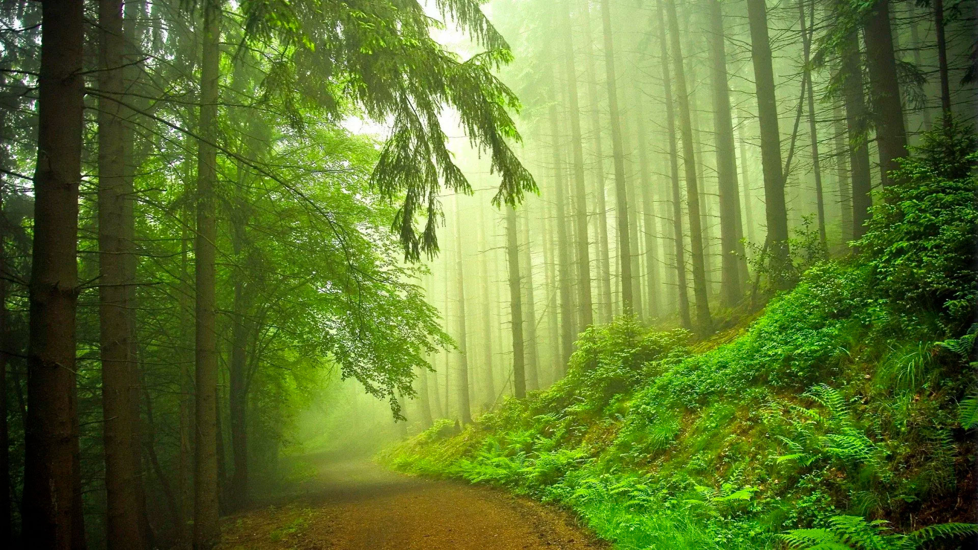 красивые фотографии леса