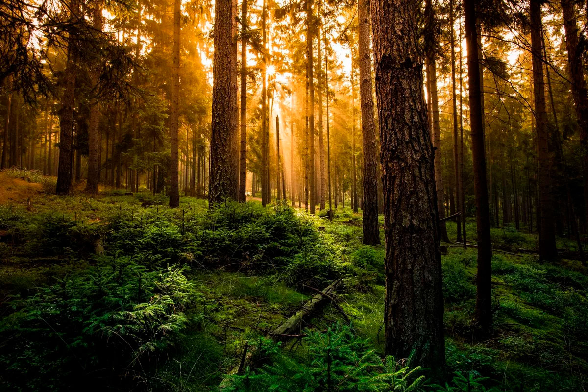 фото лесного хозяйства