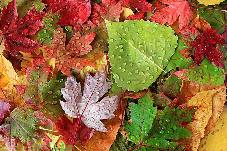 Осень: листья (24 фото)