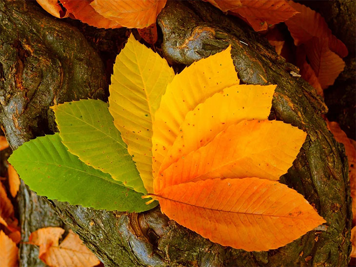 Осень: листья (24 фото)