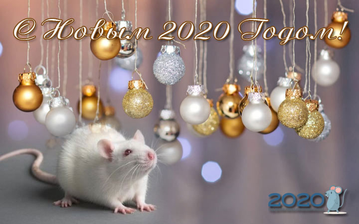 Новый 2020 год крысы (10 фото)