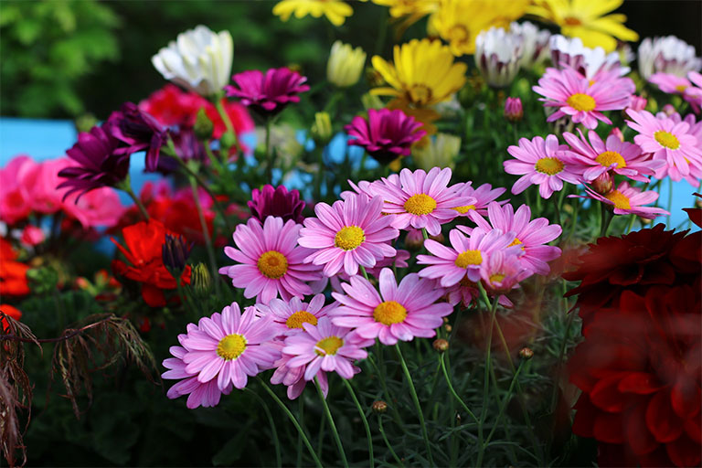 Лето, цветы (20 фото)