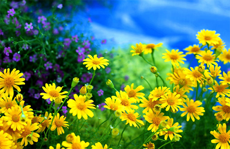 Лето, цветы (20 фото)
